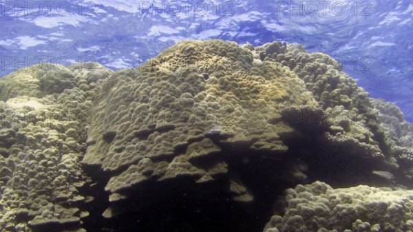 Lobster coral (Porites lobata), Porites species are important reef-forming stony corals. Coral reef, Red Sea, Hamada, Egypt