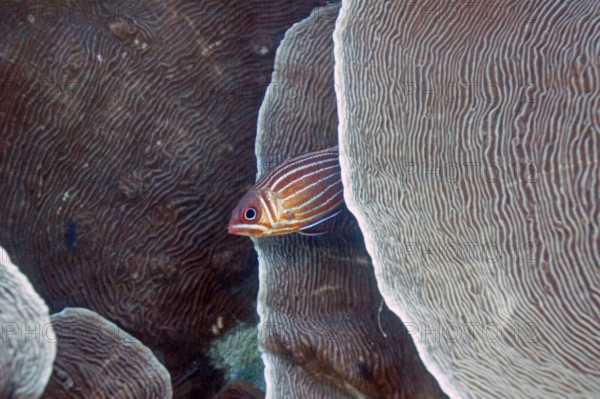 Diademed hussar (Sargocentron diadema), nocturnal, hides between channel corals (Pachyseris rugosa), stony coral, coral reef, Red Sea, Nuweiba. Sinai, Egypt