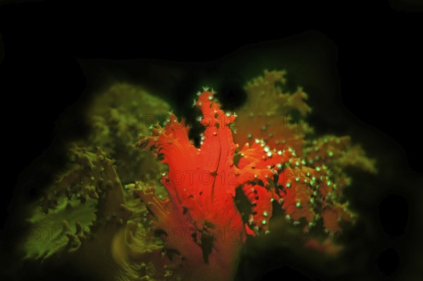 Cabbage coral (Sinularia sp.), fluorescence, fluorescent cabbage coral, the polyps fluoresce green, at night, the rest of the coral tissue red. Red Sea, Egypt