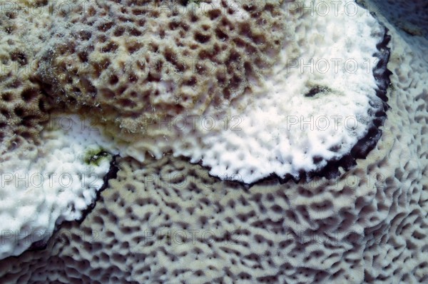Black Band Disease (BBD), tissue affected by cyanobacteria and sulphate-reducing bacteria first turns black and then dies. The white calcareous skeleton can then be seen. Red Sea, coral reef, Hurghada, Egypt