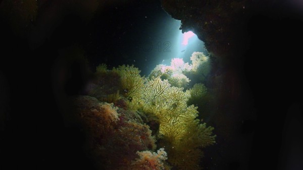Gorgonians (Gorgonacea) in a cave, coral reef, Red Sea, Hamada, Egypt