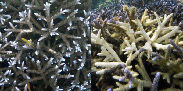 Staghorn coral (Acropora vaughani) photo right April 2009, photo left the same coral March 2010, coral reef, shallow water area, coral bleaching, climate change, Cebu, Visayas, Philippines