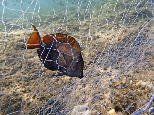 Brown surgeonfish (Acanthurus nigrofuscus), illegal fishing, fishing net, gillnet on the reef top, overfishing, Red Sea, Dahab, Sinai, Egypt