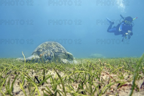 Green turtle (Chelonia mydas), seagrass meadow, eats, endangered species, diver, Red Sea, Abou Dabbab, Marsa Alam, South Egypt, Egypt