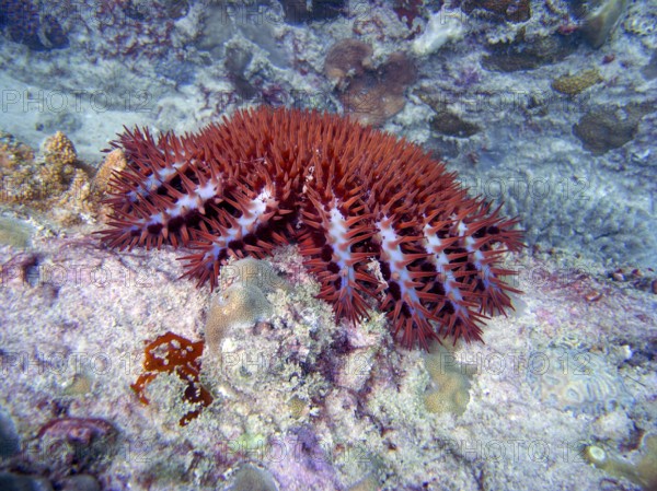 Crown-of-thorns (Acanthaster planci), starfish, poisonous, eats stony corals, can destroy entire coral reefs when encountered en masse, Mahé, Seychelles, East Africa
