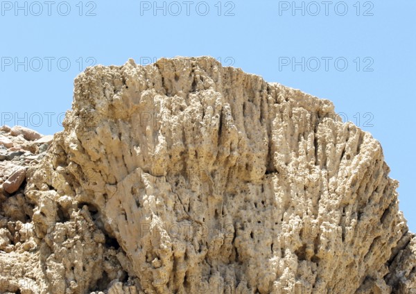 Fossil corals from the Pleistocene, around 400, 000 - 10, 000 years old, Sinai, Red Sea, Egypt