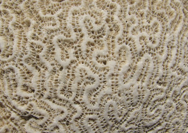 Coral skeleton, recent, brain coral (Favia sp.), limestone, structure, coral reef, Red Sea, Safaga, Egypt