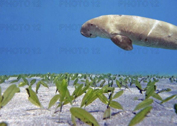 Manatee (Dugong dugon), rare, IUCN Red List, critically endangered, endangered species, seagrass meadow, Red Sea, Abou Dabbab, Marsa Alam, Southern Egypt, Egypt