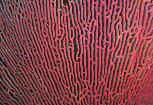 Gorgonian (Pacifigorgia stenobrochis), coral reef, East Pacific, Central America, Panama