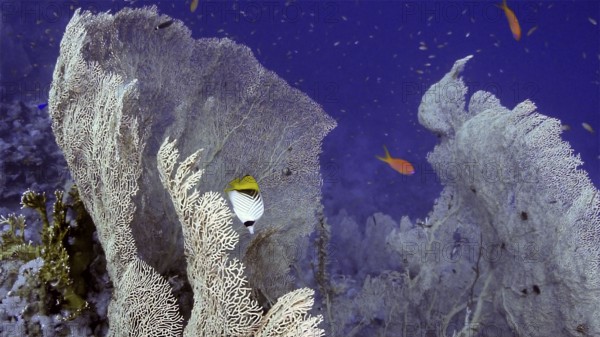 Hickson's giant fan (Annella mollis), coral reef, Red Sea, Ras Mohammed, Sinai, Egypt