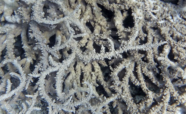 Acropora stony coral (Acropora pharaonis), coral reef, Red Sea, Hurghada, Egypt
