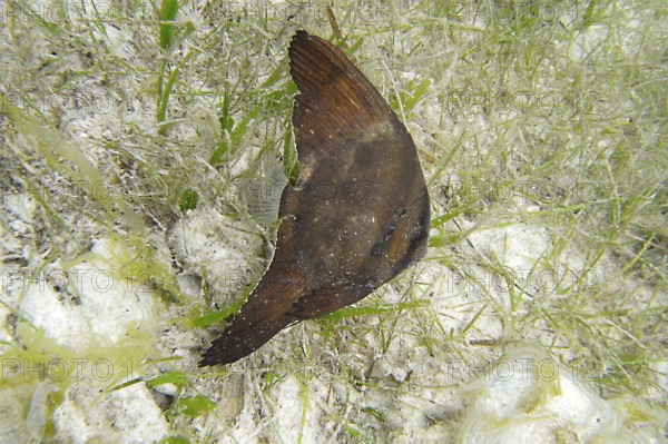 Juvenile round-headed batfish (Platax orbicularis), camouflage, seagrass, juvenile round-headed batfish camouflage themselves as leaves. They mimic both the colouring and the movement. Visayas, Cebu, Philippines