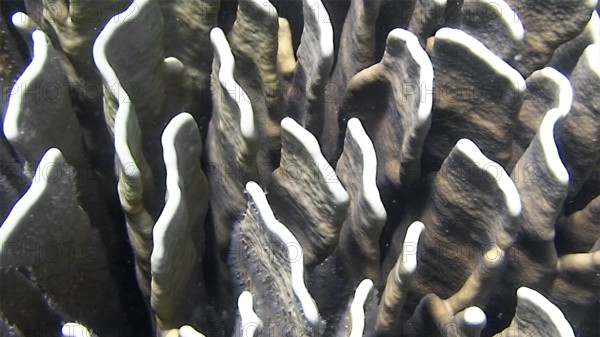 Blue coral (Heliopora coeruea), coral reef, Indian Ocean, Visayas, Cebu, Philippines