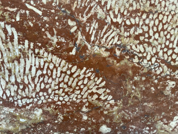 Polished Adnet coral reef limestone, Adnet marble variety Rottrop, Upper Triassic approx. 200 million years old, northern limestone Alps, the white inclusions are fossil corals of the genus Thecosmilia. Salzburger Land, Austria