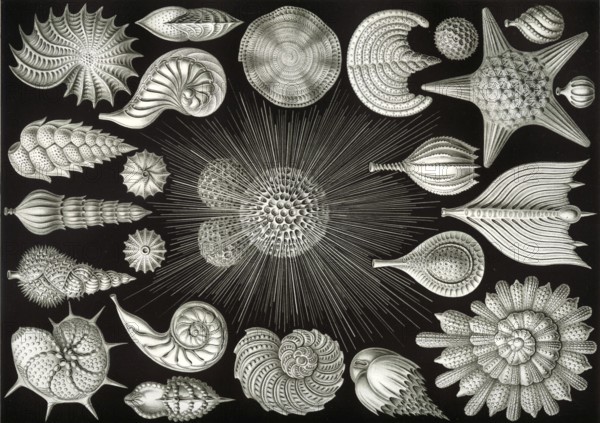 Foraminifera, protists, Rhizaria, calcifying protozoa, important for the formation of coral reefs, around 10, 000 known recent species, drawing by Ernst Heinrich Häckel, German zoologist, around 1910