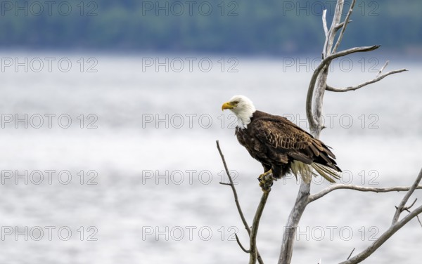 Bald eagle (Haliaeetus leucocephalus) perched on a branch, Turnagain Arm, Alaska, USA