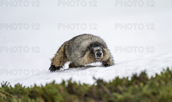 Hoary marmot (Marmota caligata) walking on snow in spring, Alaska, USA