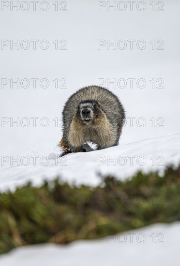 Hoary marmot (Marmota caligata) walking on snow in spring, Alaska, USA