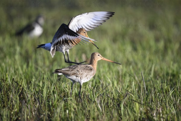 Two black-tailed godwits (Limosa limosa) standing in a meadow in front of mating copula, the male bird has spread his wings and lands on the back of the female bird, Dümmer nature park Park, Lower Saxony, Germany