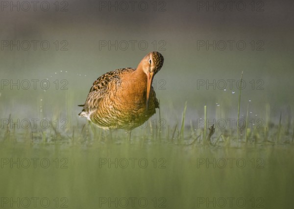 A shore snipe (Limosa limosaq) in calm water in a meadow surrounded by grasses, Dümmer nature park Park, Lower Saxony, Germany