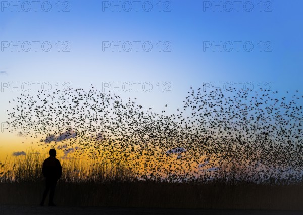 A person stands at the edge of the reed belt at Lake Dümmer while a flock of starlings (Sturnus vulgaris) flies in the colourful sunset, Dümmer nature park Park, Hüde, Lower Saxony, Germany