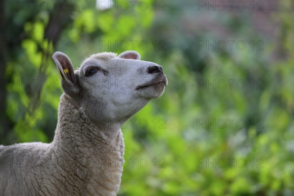 A sheep (Ovis) stands in lush green and gazes into the distance, Bad Rothenfelde, Lower Saxony, Germany