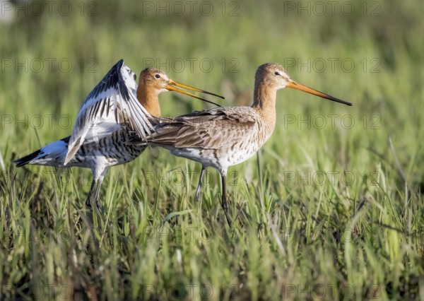 Two black-tailed godwits (Limosa limosa) standing in a meadow close to each other in front of mating copula, quiet and together, the male bird has spread his wings and calls with open beak, Dümmer nature park Park, Lower Saxony, Germany