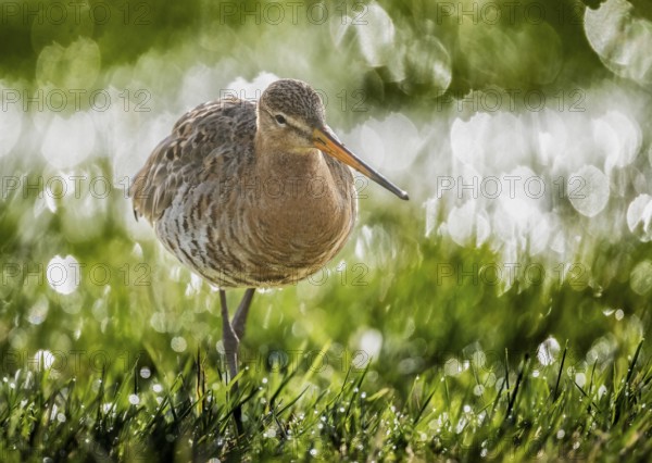 A black-tailed godwit (Limosa limosa) standing on wet grass surrounded by sparkling light, wader standing on a green grassy field surrounded by light reflections in the background, Dümmer nature park Park, Lower Saxony, Germany