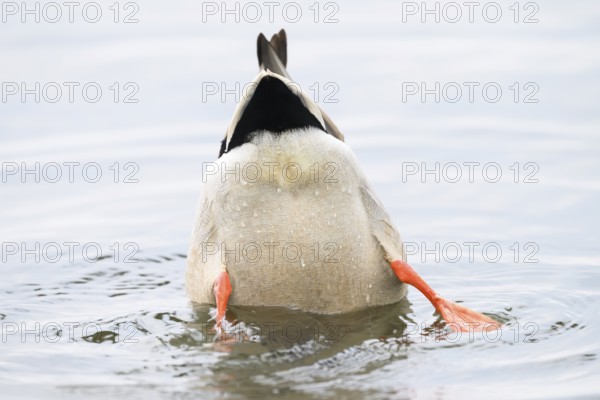 A mallard (Anas platyrhynchos) in the water, only the rump and the colourful legs visible, humorously depicted As the saying goes, head in the water, tail in the air, Dümmer nature park Park, Lower Saxony, Germany