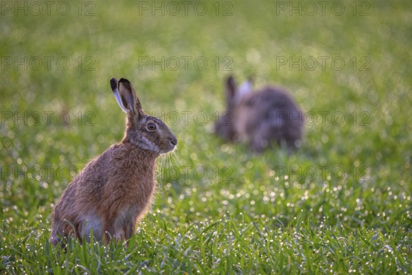 A hare (Lepus europaeus) sits attentively in the damp grass, another hare in the background, Dümmer nature park Park, Lower Saxony, Germany