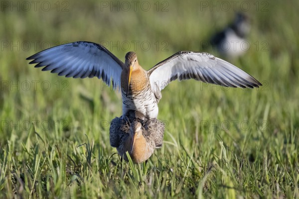 Two black-tailed godwits (Limosa limosa) copulating, the male bird has spread its wings and lands on the back of the female bird, Dümmer nature park Park, Lower Saxony, Germany