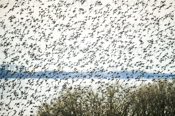 A dynamic scene of a flock of starlings (Sturnus vulgaris) flying close over a lake and trees, Dümmer nature park Park, Hüde, Lower Saxony, Germany