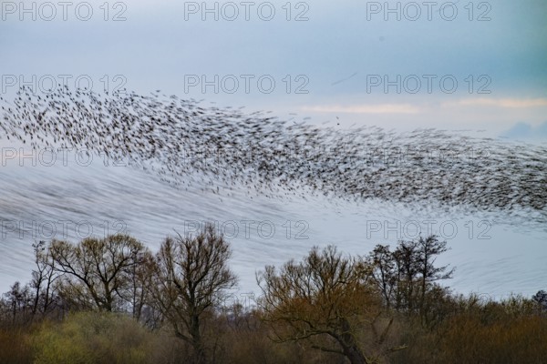 A large flock of starlings (Sturnus vulgaris) flies over willow trees (Salix spec.), one part of the flock is clearly visible, the second part below in gentle motion blur. Dümmer nature park Park, Lower Saxony, Germany