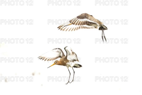 Two black-tailed godwits (Limosa limosa) flying dynamically through the white sky, high key image, Dümmer nature park Park, Lower Saxony, Germany