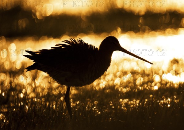 A black-tailed godwit silhouette (Limosa limosa) against a golden, sunset-lit background in a wet meadow, Dümmer nature park Park, Lower Saxony, Germany