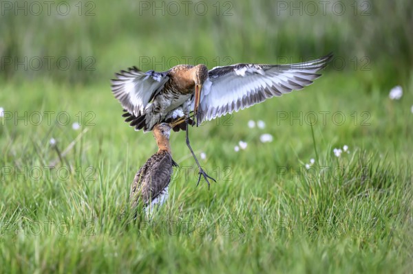 Two birds in a meadow, one with spread wings, in a natural environment, two birds in a meadow, one in flight with wings spread wide, Dümmer nature park Park, Lower Saxony, Germany