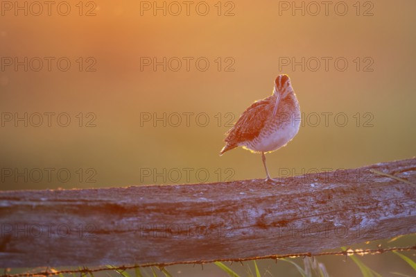 A common snipe (Gallinago gallinago) sits on one leg on a wooden fence in front of an orange sunset, A bird sits on a wooden fence at sunset. The warm light mood surrounds the scene, Dümmer nature park Park, Lower Saxony, Germany