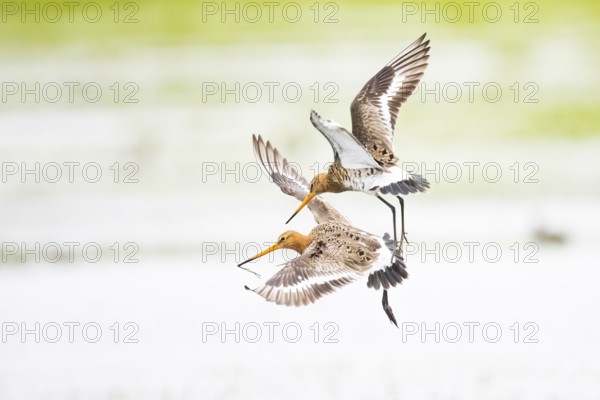Two black-tailed godwits (Limosa limosa) n flying energetically through the sky, wings spread, Dümmer nature park Park, Lower Saxony, Germany