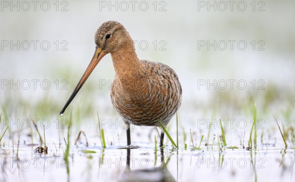 A black-tailed godwit (limosa limosa) standing in the water in a meadow, calm and attentive, Dümmer nature park Park, Lower Saxony, Germany