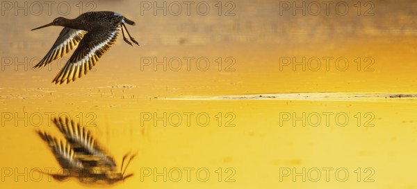 A black-tailed godwit (Limosa limosa) flies over a body of water at sunset and is reflected in the soft orange light, Dümmer nature park Park, Lower Saxony, Germany