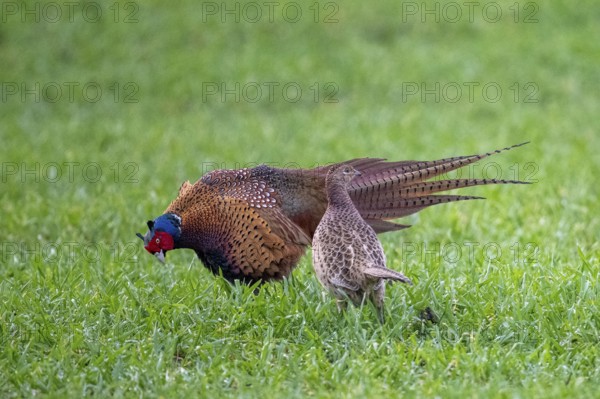 Two pheasants (Phasianus colchicus) on a green meadow, one male and one female, Dümmer nature park Park, Lower Saxony, Germany