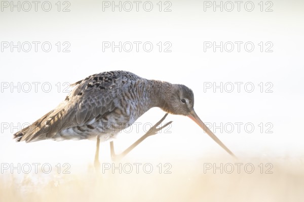 A black-tailed godwit (Limosa limosa) in a calm pose with a long beak and detailed plumage in a natural environment, Dümmer nature park Park, Hüde, Lower Saxony, Germany