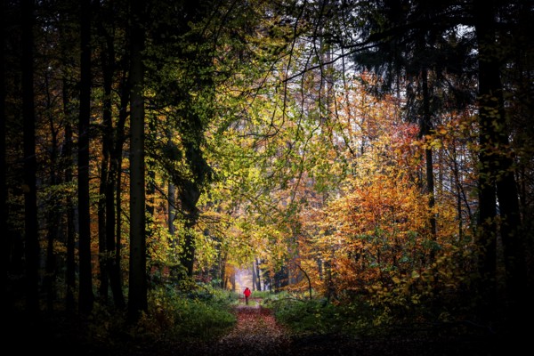 A woman wearing a bright orange jacket walks through a forest in autumn with colorful foliage and a peaceful, natural ambiance, Stemwede, North Rhine-Westphalia, Germany