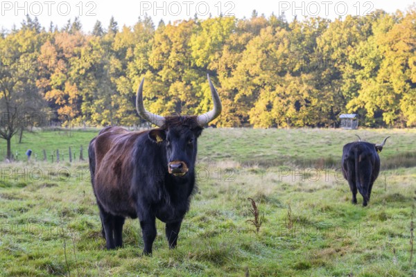 Two Heck cattle (Bos taurus) backbred aurochs stand on a green pasture in front of an autumnal forest, Damme, Lower Saxony, Germany
