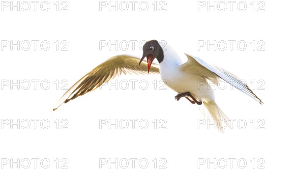 A flying black-headed gull (Larus ridibundus) with spread wings against a light-coloured background, Dümmer nature park Park, Lower Saxony, Germany