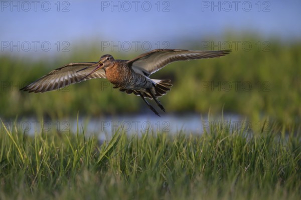 A black-tailed godwit (Limosa limosa) flies with outstretched wings just above green grasses, bird flies over grassland in warm evening light, Dümmer nature park Park, Lower Saxony, Germany