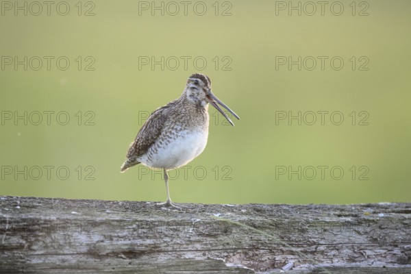 A common snipe (Gallinago gallinago) stands calling with its beak open on a log in quiet green surroundings, perfect camouflage, that's good, Dümmer nature park Park, Lower Saxony, Germany
