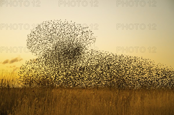 An impressive flock of starlings (Sturnus vulgaris) in the sky above the reed belt of Lake Dümmer in the light of sunset, Dümmer nature park Park, Hüde, Lower Saxony, Germany