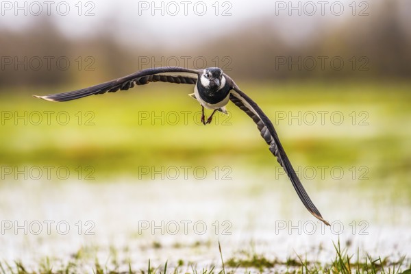 A lapwing (Vanellus vanellus) flies over a meadow with outstretched wings, Dümmer nature park Park, Hüde, Lower Saxony, Germany
