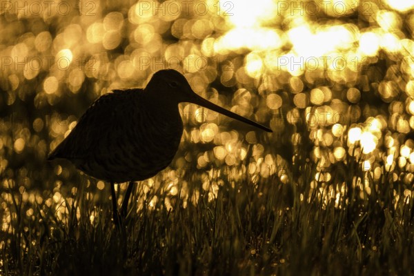A black-tailed godwit (Limosa limosa) in silhouette standing in the grass, illuminated by golden sunbeams, Dümmer nature park Park, Lower Saxony, Germany